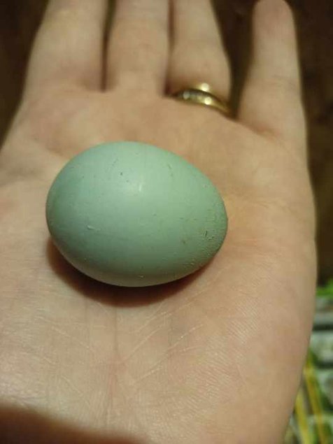 Oeuf de caille céladon bleu Tata Cocottes