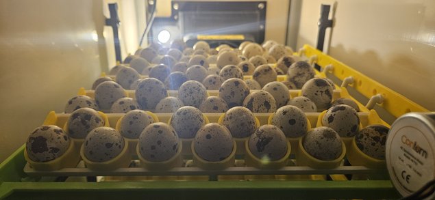Oeufs de cailles Jumbo 450 gr