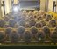 Oeufs de cailles Jumbo 450 gr