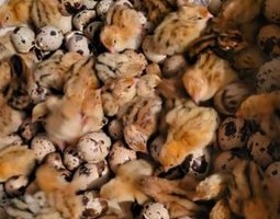 Oeufs de cailles Jumbo 450 gr