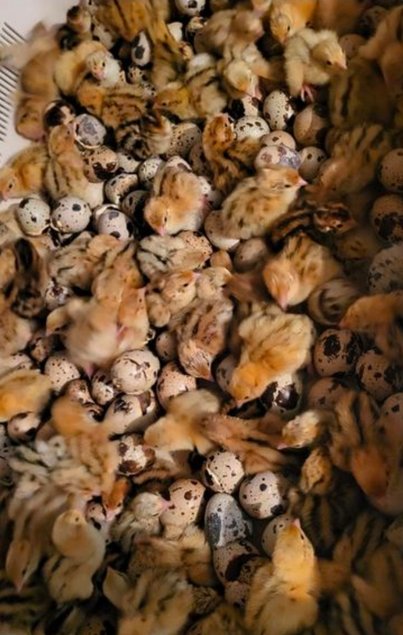 Oeufs de cailles Jumbo 450 gr