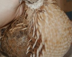 🥚Boîtes de 18 Oeufs Cailles Jumbo xxl