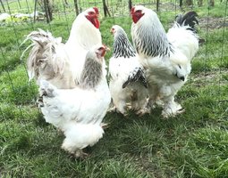Brahma blanc herminé 🇺🇸 (noir, bleu) mix