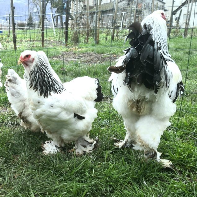 Brahma blanc herminé 🇺🇸 (noir, bleu) mix