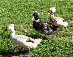 Canard Pompon