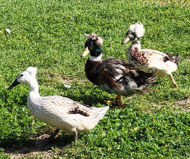 Canard Pompon