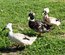 Canard Pompon
