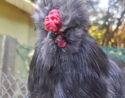 Silkie Us et Européennes