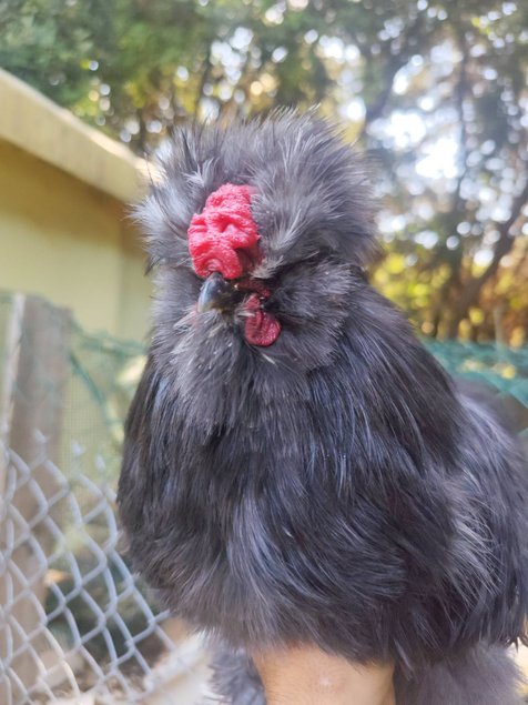 Silkie Us et Européennes