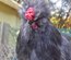 Silkie Us et Européennes