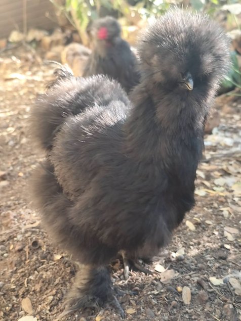 Silkie Us et Européennes