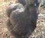 Silkie Us et Européennes