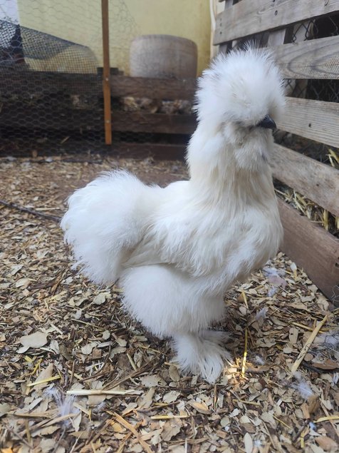 Silkie Us et Européennes