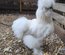 Silkie Us et Européennes