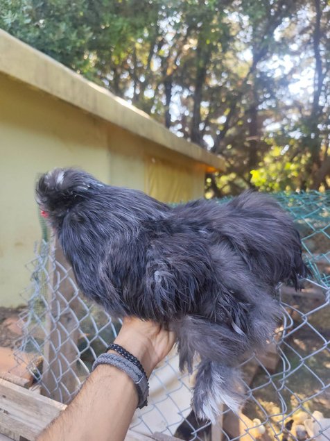 Silkie Us et Européennes