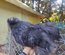 Silkie Us et Européennes