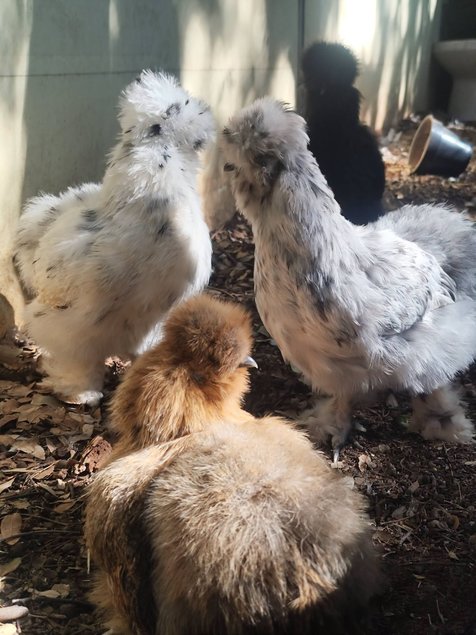 Silkie Us et Européennes