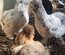 Silkie Us et Européennes
