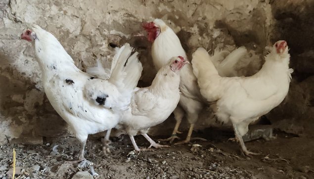 (LVDC) Poule Pondeuse Azur (Oeufs bleu/verts)