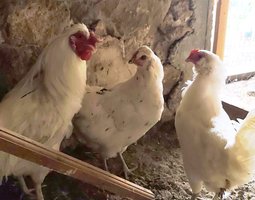 (LVDC) Poule Pondeuse Azur (Oeufs bleu/verts)