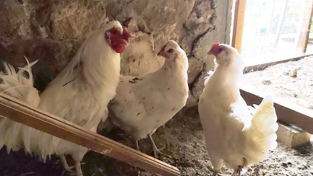 (LVDC) Poule Pondeuse Azur (Oeufs bleu/verts)