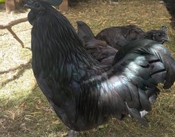 Œufs fécondés Ayam cemani