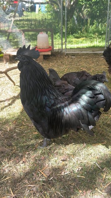 Œufs fécondés Ayam cemani