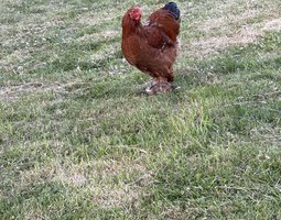 oeuf brahma