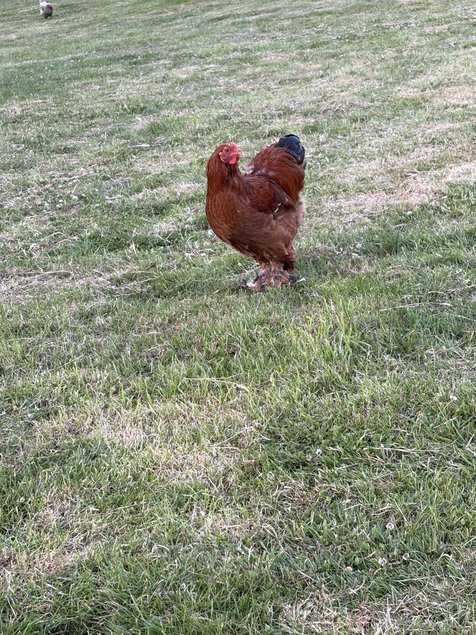 oeuf brahma