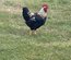 oeuf de race pondeuse