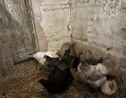 oeuf de race pondeuse