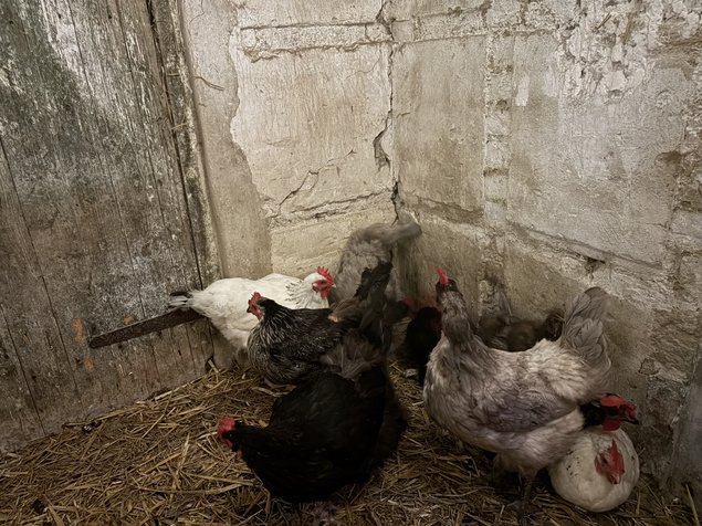 oeuf de race pondeuse