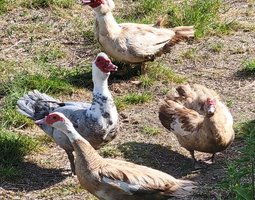 Canard de Barbarie