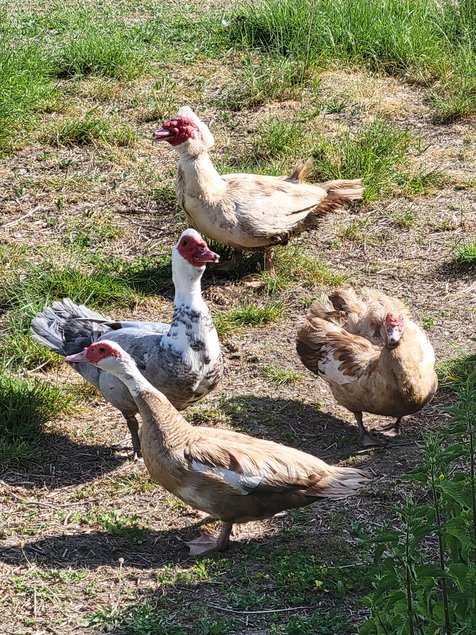 Canard de Barbarie