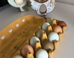 Œufs fécondés à couver. Panier coloré. Marans leghorn f1 f2 cream legbar
