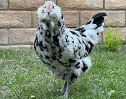 Ameraucana herminée – œufs fécondés