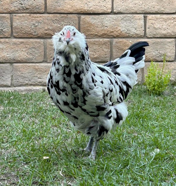 Ameraucana herminée – œufs fécondés