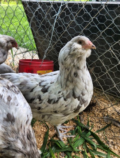 Ameraucana herminée – œufs fécondés