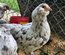 Ameraucana herminée – œufs fécondés