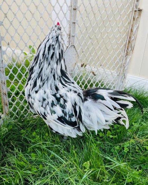 Ameraucana herminée – œufs fécondés