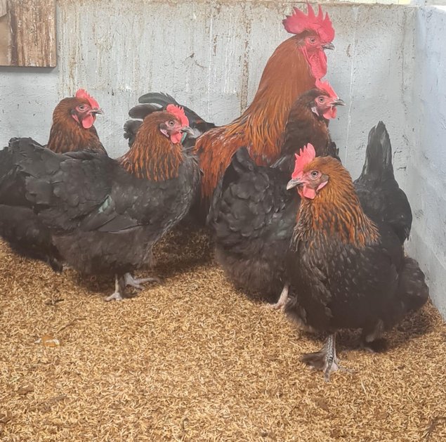 Œuf à couver marans pure race
