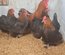 Œuf à couver marans pure race