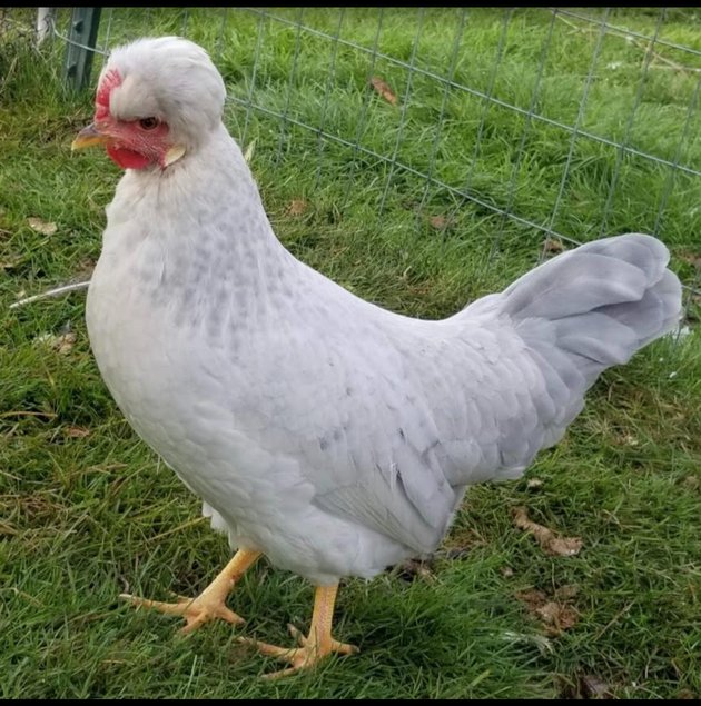 Cream legbar lavender