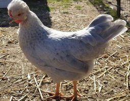 Cream legbar lavender