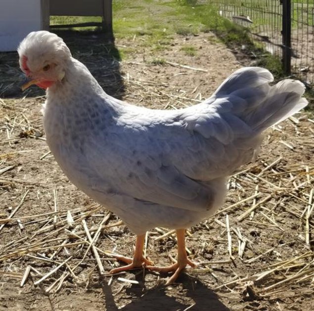 Cream legbar lavender