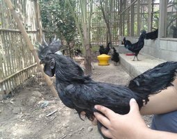 ŒUFS FÉCONDÉS AYAM CEMANI – PURE RACE 🇮🇩