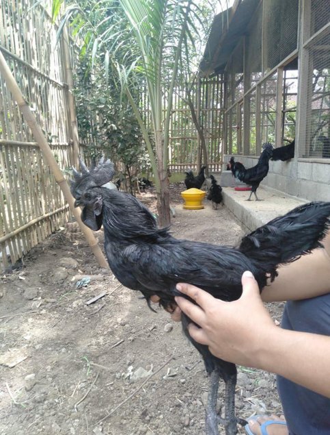 ŒUFS FÉCONDÉS AYAM CEMANI – PURE RACE 🇮🇩
