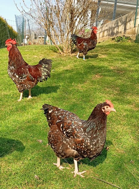 oeufs de plusieurs parcs séparés :  MARANS/ BRAHMA / CROISEMENT  OLIVETTE/ LEGHORN/SUSSEX TRICOLORE