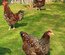oeufs de plusieurs parcs séparés :  MARANS/ BRAHMA / CROISEMENT  OLIVETTE/ LEGHORN/SUSSEX TRICOLORE