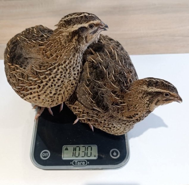 🥚Boîtes de 18 Oeufs Cailles Jumbo xxl